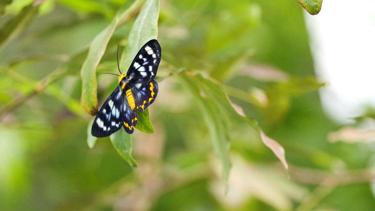 un papillon est posé sur une feuille et expose ses plus belles couleurs